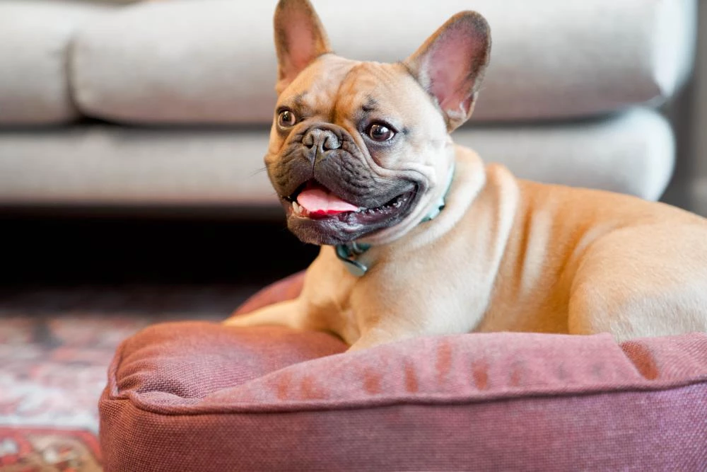 Flash Sale ๐ The Houndry Pet Beds Russett Rover Sunbrella Acrylic Fabric Round 48-in x 48-in ๐ Dog Bed (For Large) ๐คฉ - Image 3