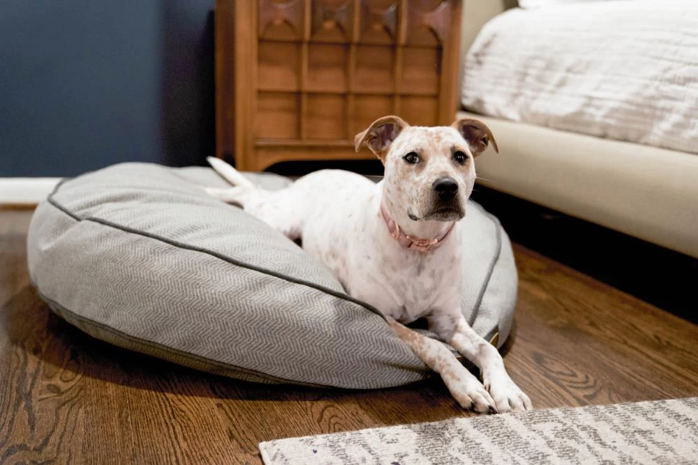 Promo ๐ The Houndry Pet Beds Foggy Feline Sunbrella Acrylic Fabric Round 24-in x 24-in ๐ Dog Bed (For Small) ๐ - Image 3