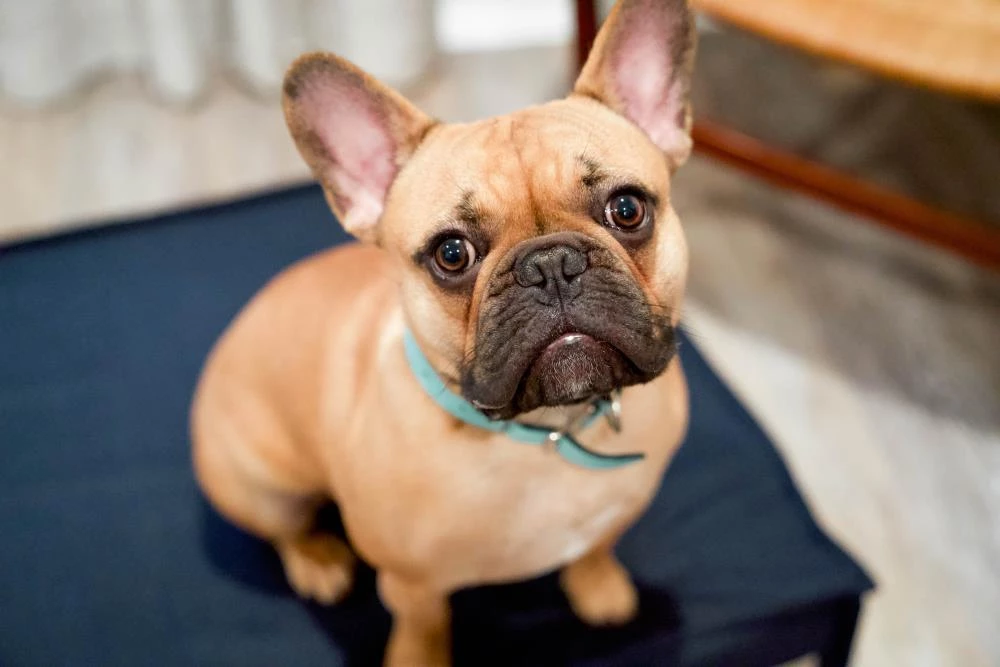 Promo ๐ฏ The Houndry Pet Beds Blue Barker Sunbrella Acrylic Fabric Rectangular 42-in x 31-in ๐ Dog Bed (For Large) ๐ - Image 4