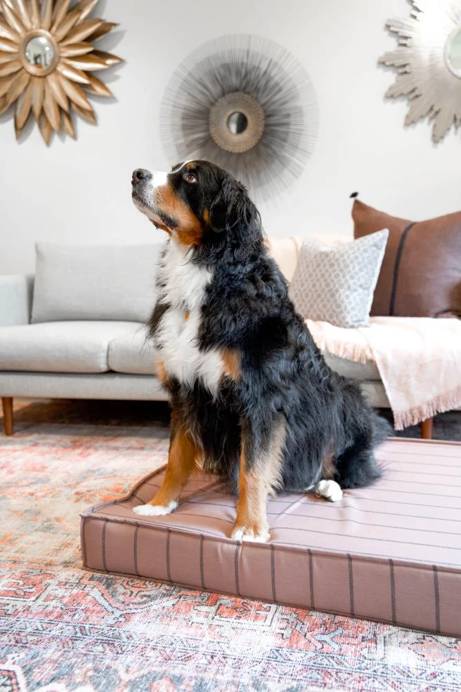 Flash Sale ๐ฅฐ The Houndry Pet Beds Blushing Basset Sunbrella Acrylic Fabric Rectangular 42-in x 30-in ๐ฆฎ Dog Bed (For Large) ๐ - Image 4