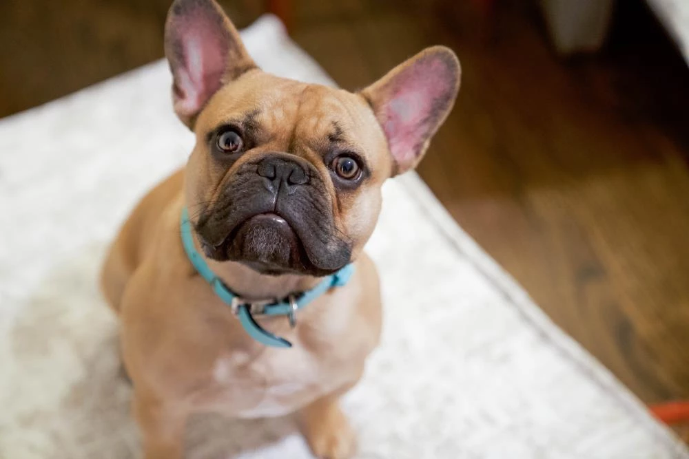 Buy 😉 The Houndry Pet Beds Country Chase Sunbrella Acrylic Fabric Rectangular 48-in x 36-in 🐕 Dog Bed (For Large) 😉 - Image 5