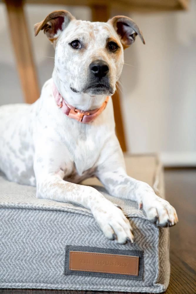 Buy ๐งจ The Houndry Pet Beds Foggy Feline Sunbrella Acrylic Fabric Rectangular 47-in x 36-in ๐ Dog Bed (For Large) โ - Image 4