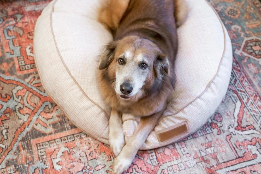 Cheapest ๐งจ The Houndry Pet Beds Puppy Belly Pink Sunbrella Acrylic Fabric Round 24-in x 24-in ๐ฆฎ Dog Bed (For Small) ๐ - Image 3