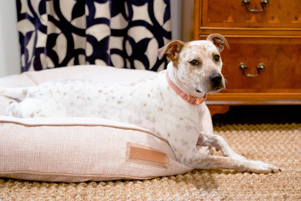 Cheapest ๐งจ The Houndry Pet Beds Puppy Belly Pink Sunbrella Acrylic Fabric Round 24-in x 24-in ๐ฆฎ Dog Bed (For Small) ๐ - Image 4