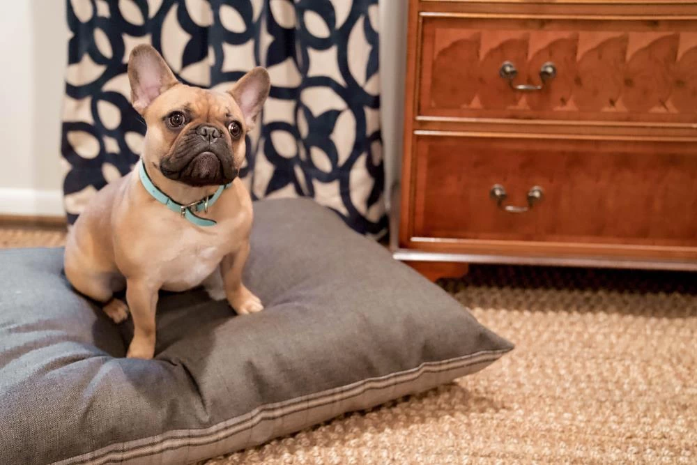 Best deal 🥰 The Houndry Pet Beds Grey Hound Sunbrella Acrylic Fabric Rectangular 38-in x 29-in 🐕 Dog Bed (For Medium) ✔️ - Image 5