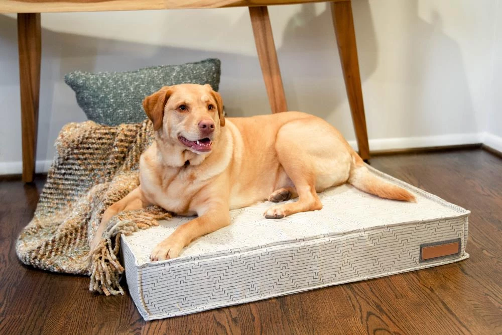 Best Sale ๐ The Houndry Pet Beds Fetching Fern Sunbrella Acrylic Fabric Rectangular 47-in x 36-in ๐ถ Dog Bed (For Large) ๐ - Image 3