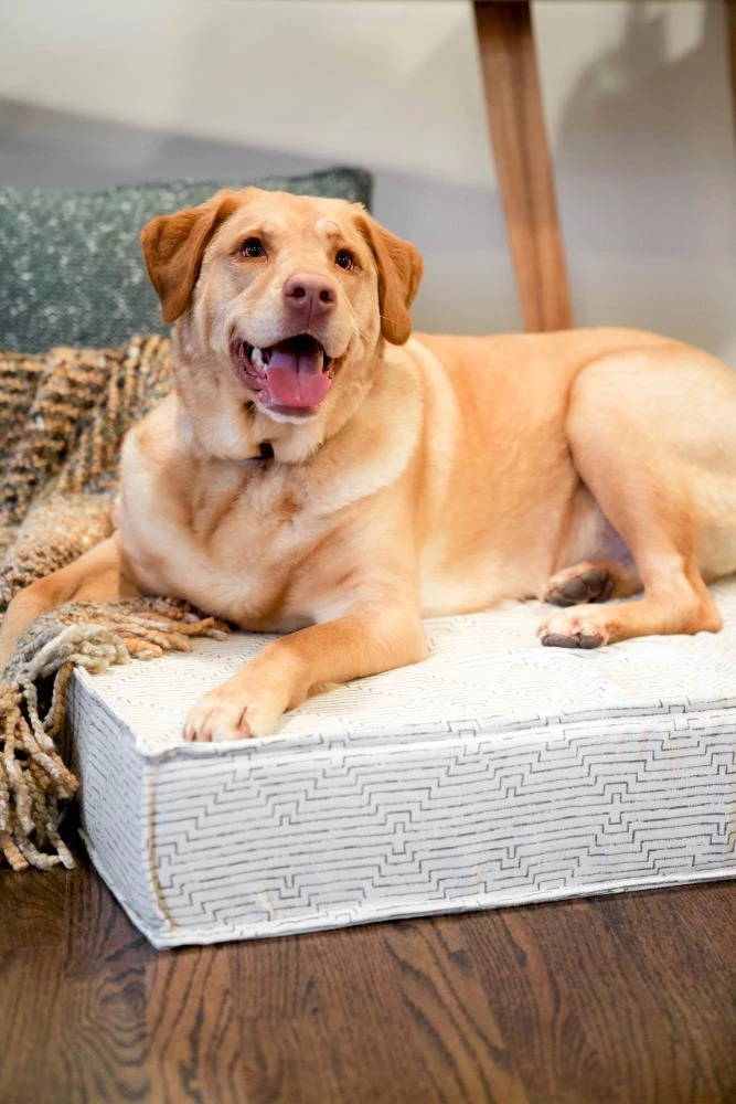 Best Sale ๐ The Houndry Pet Beds Fetching Fern Sunbrella Acrylic Fabric Rectangular 47-in x 36-in ๐ถ Dog Bed (For Large) ๐ - Image 4