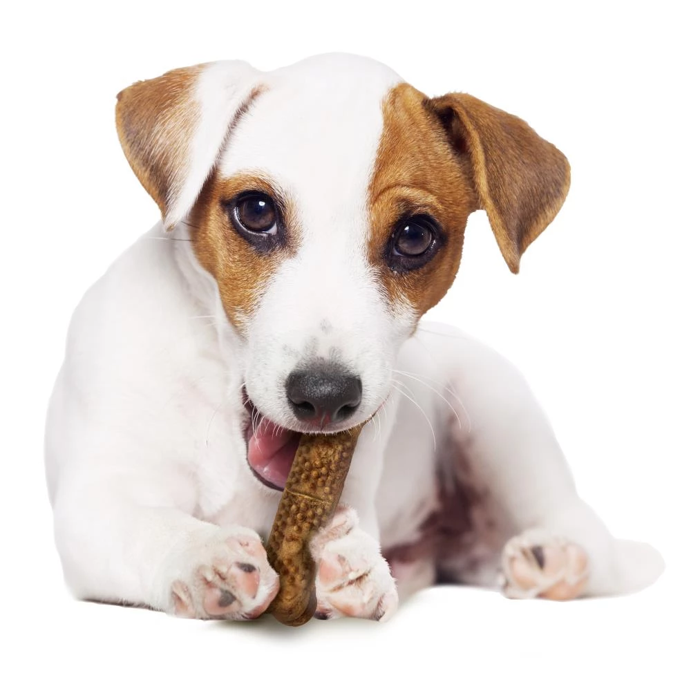 Cheapest 😀 Nylabone Pet Treats Nubz Edible 🦮 Dog Chews Dental Treats for 🦮 Dog Chicken Flavor (6.6-oz) 🔥 - Image 2