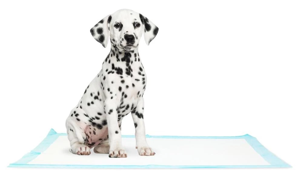 Buy ๐ Precious Tails ๐ฆฎ Dog Cleaning & Potty Training Pads, Non Woven ๐งจ - Image 5