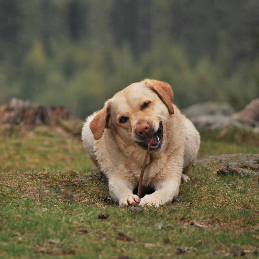 Best deal ✔️ Cadet Pet Treats Bully Sticks Rawhide Chews for 🐶 Dog Beef Flavor (2-Count) 🌟 - Image 5