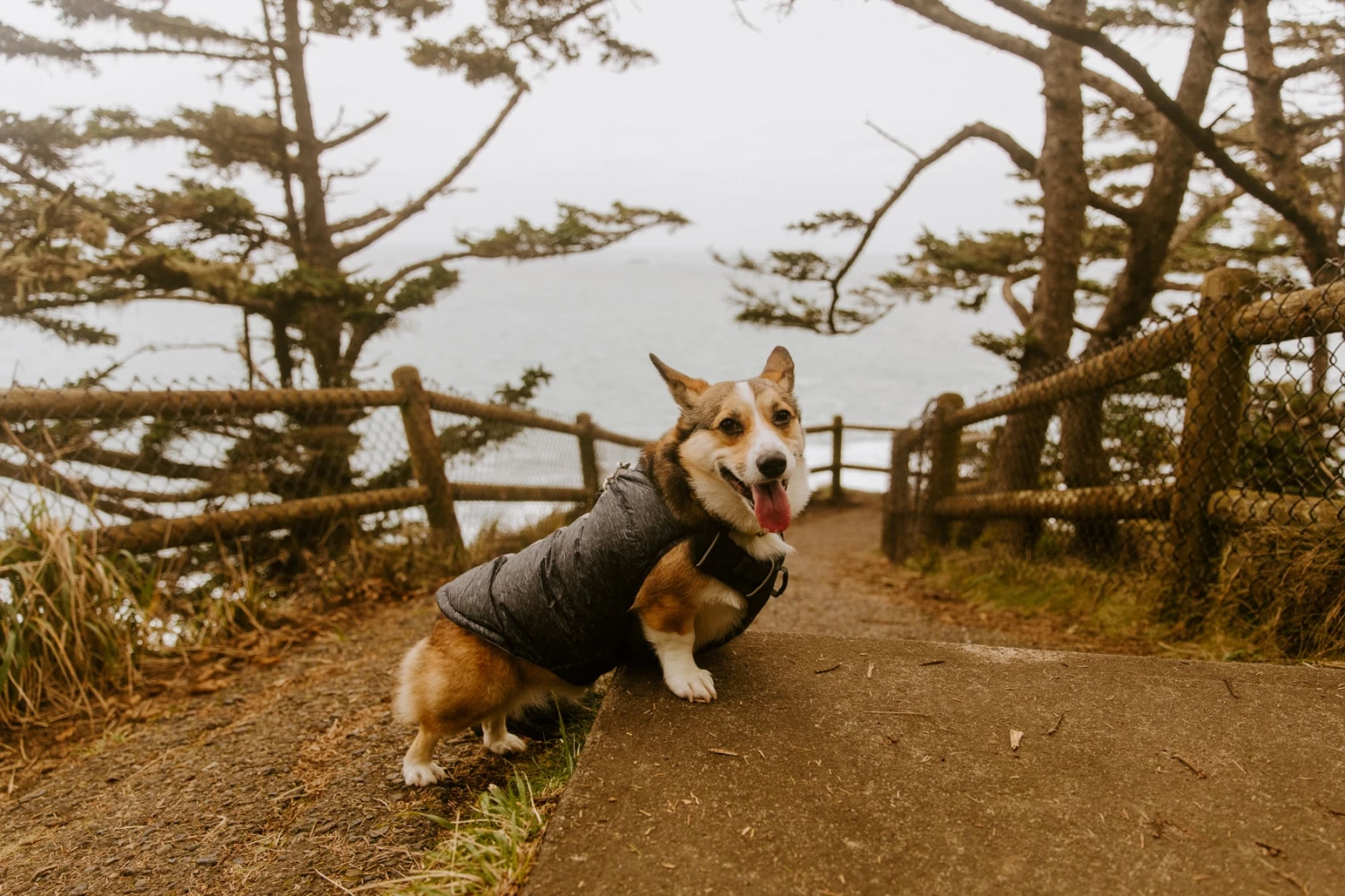 Deals ๐ฅ Free Country Pet Clothing CHALET CIRE DOWN FILLED ๐ฆฎ DOG JACKET BLACK M ๐